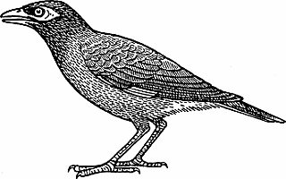 Illustration of mynah