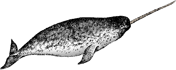 Illustration of narwhal