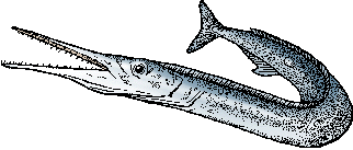 Illustration of needlefish