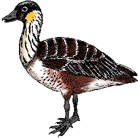 Illustration of nene