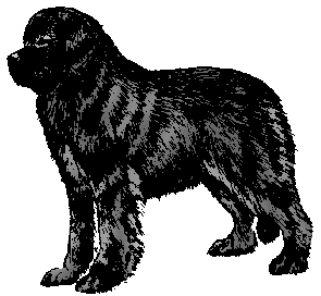 Illustration of newfoundland