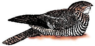 Illustration of nighthawk