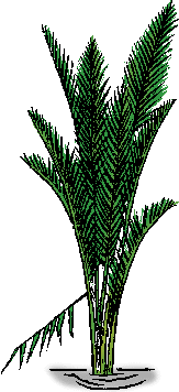 Illustration of nipa palm