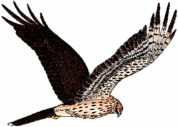 Illustration of northern harrier