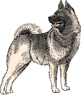 Illustration of norwegian elkhound