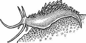 Illustration of nudibranch
