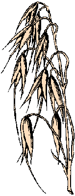Illustration of oat