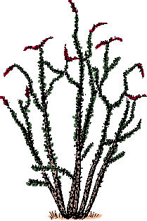 Illustration of ocotillo