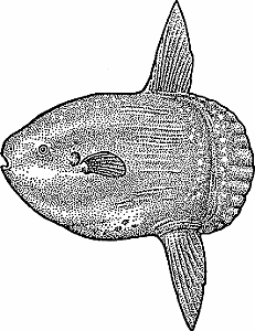 Illustration of ocean sunfish