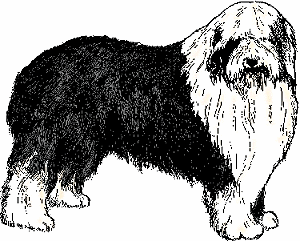 Illustration of <span class=syl>old english sheepdog</span>