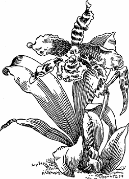 Illustration of orchid