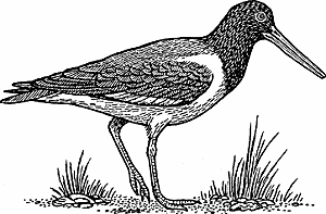 Illustration of oystercatcher