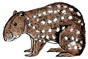 Illustration of paca
