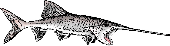 Illustration of paddlefish