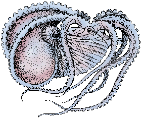 Illustration of paper nautilus