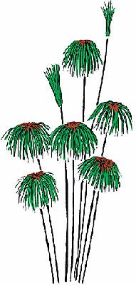 Illustration of papyrus