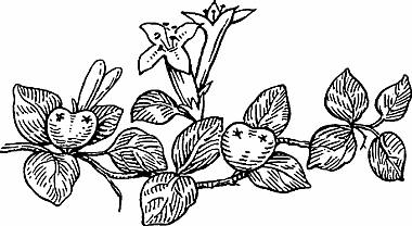 Illustration of partridgeberry