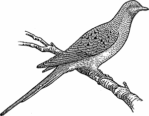 Illustration of passenger pigeon