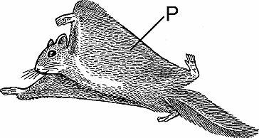 Illustration of patagium