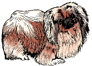 Illustration of pekingese