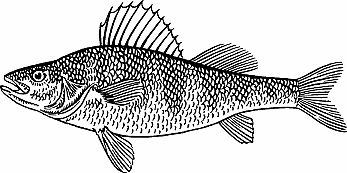 Illustration of perch