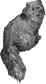 Illustration of persian cat