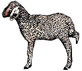 Illustration of persian lamb