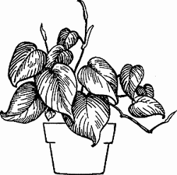 Illustration of philodendron