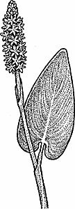 Illustration of pickerelweed