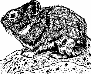 Illustration of pika