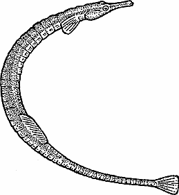 Illustration of pipefish