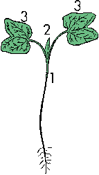 Illustration of plumule