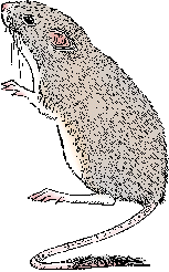Illustration of pocket mouse