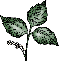 Illustration of poison ivy
