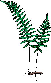 Illustration of polypody