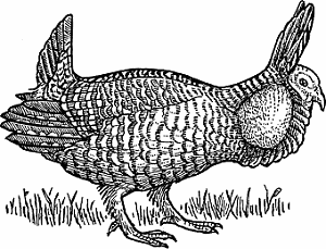 Illustration of prairie chicken