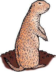 Illustration of prairie dog
