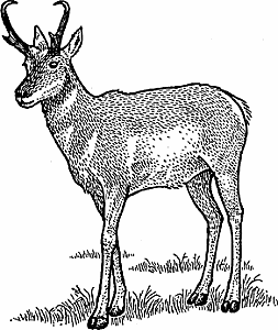 Illustration of pronghorn