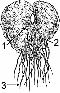 Illustration of prothallus