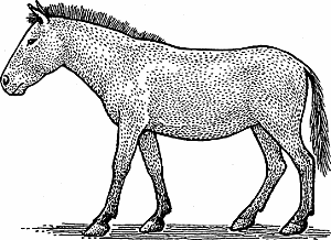 Illustration of przewalski's horse