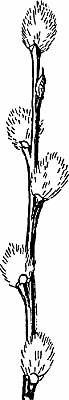 Illustration of pussy willow