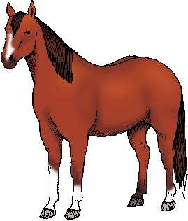 Illustration of quarter horse
