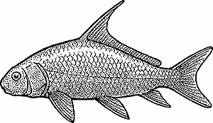 Illustration of quillback