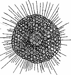 Illustration of radiolarian