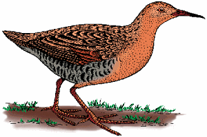 Illustration of rail