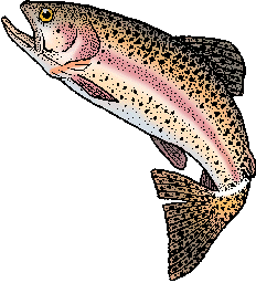 Illustration of rainbow trout