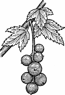 Illustration of red currant