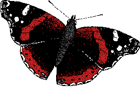 Illustration of red admiral