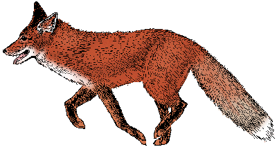 Illustration of red fox
