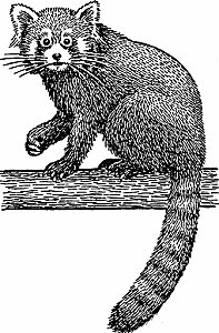 Illustration of red panda